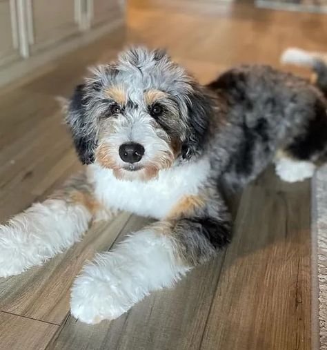 Bernedoodle